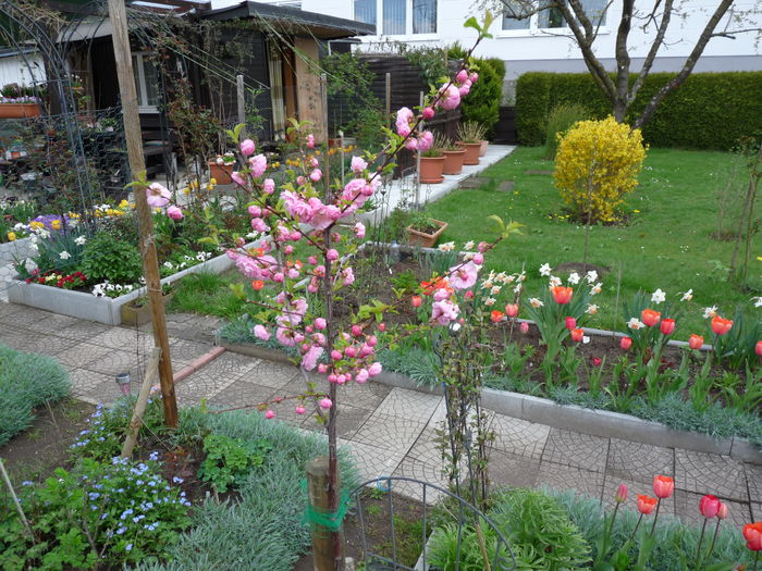 P1800275 - 2016 - 01 - Primavara