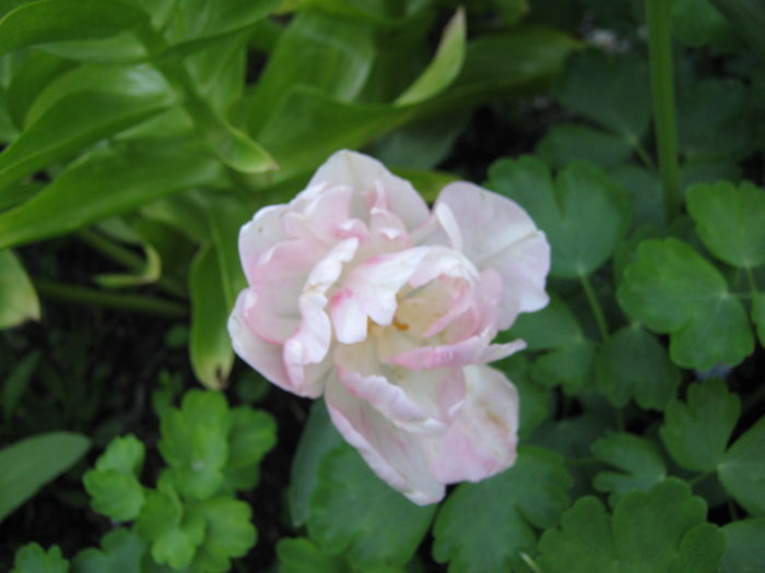 IMG_0963 - Copy