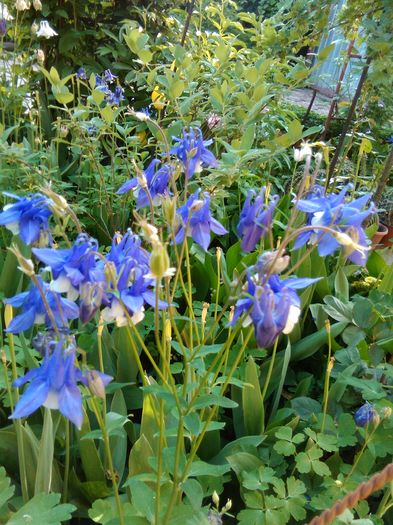 IMG_20160423_184417 - alte flori 2