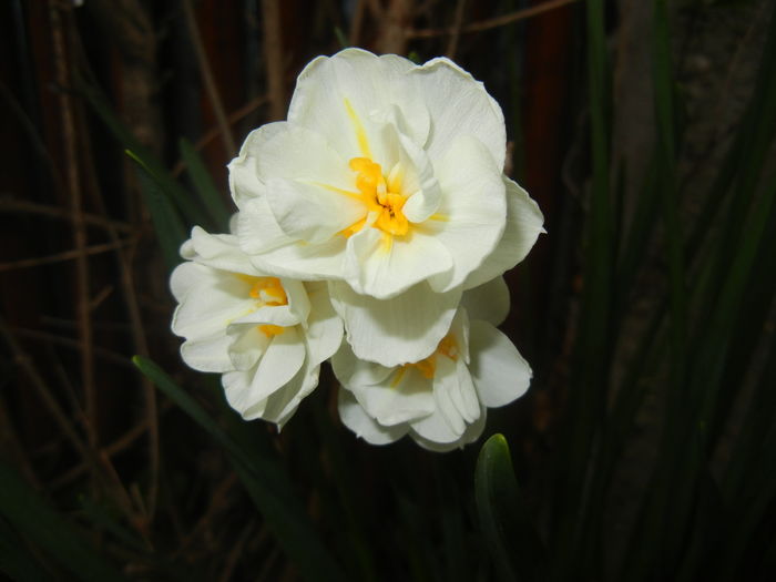 Narcissus Bridal Crown (2016, April 08) - Narcissus Bridal Crown