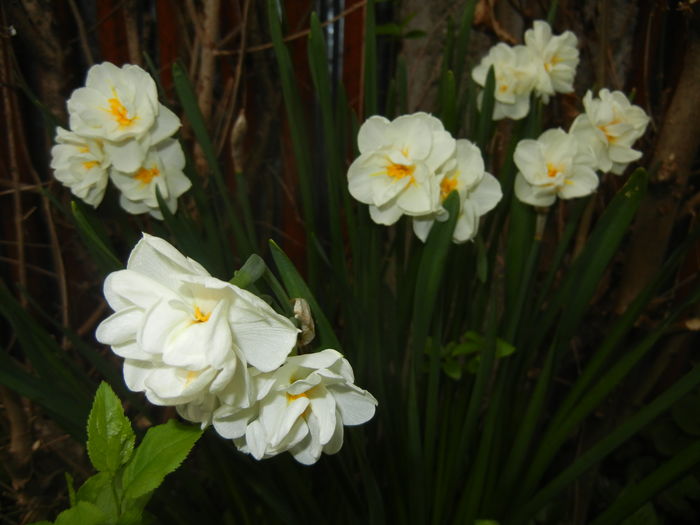 Narcissus Bridal Crown (2016, April 08)