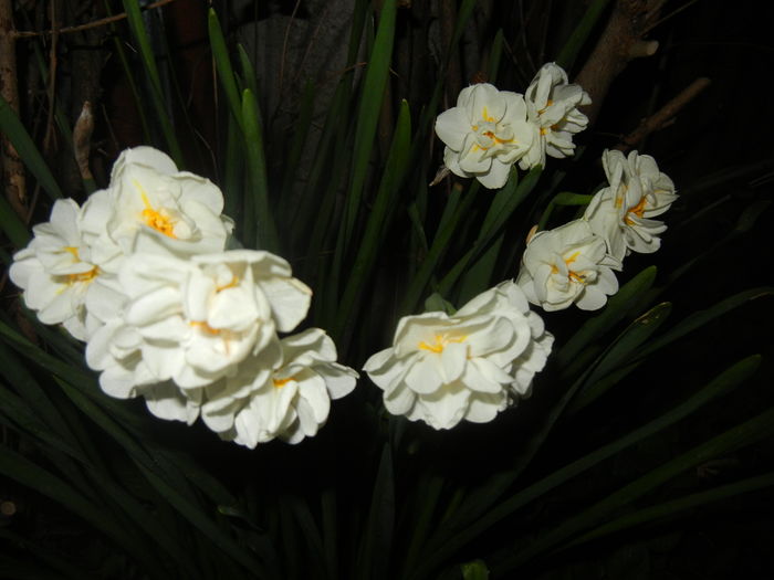 Narcissus Bridal Crown (2016, April 09) - Narcissus Bridal Crown