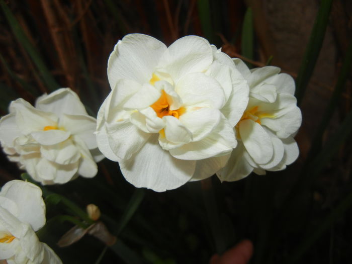Narcissus Bridal Crown (2016, April 09)