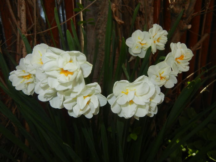 Narcissus Bridal Crown (2016, April 09) - Narcissus Bridal Crown