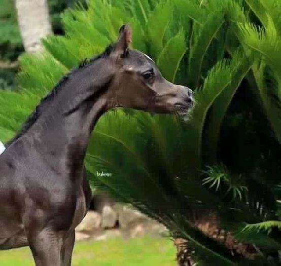 FB_IMG_1461355954084 - C Pentru cei care le plac aceste animale