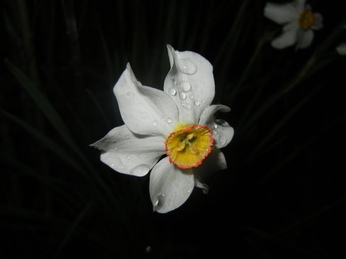 Narcissus Pheasants Eye (2016, April 07)