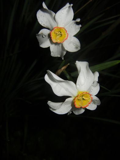 Narcissus Pheasants Eye (2016, April 07) - Narcissus Pheasants Eye