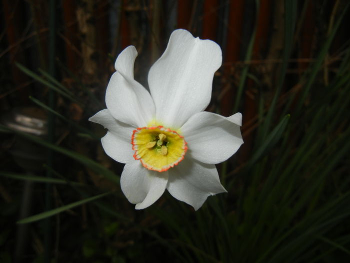 Narcissus Pheasants Eye (2016, April 08)