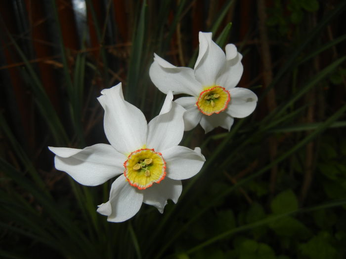 Narcissus Pheasants Eye (2016, April 08)