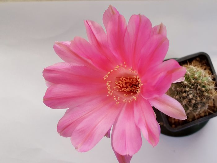 Echinopsis Lorenza