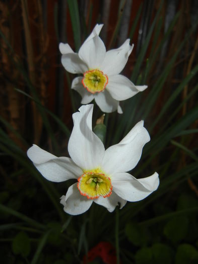 Narcissus Pheasants Eye (2016, April 09) - Narcissus Pheasants Eye