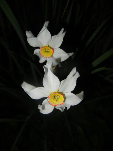 Narcissus Pheasants Eye (2016, April 09) - Narcissus Pheasants Eye