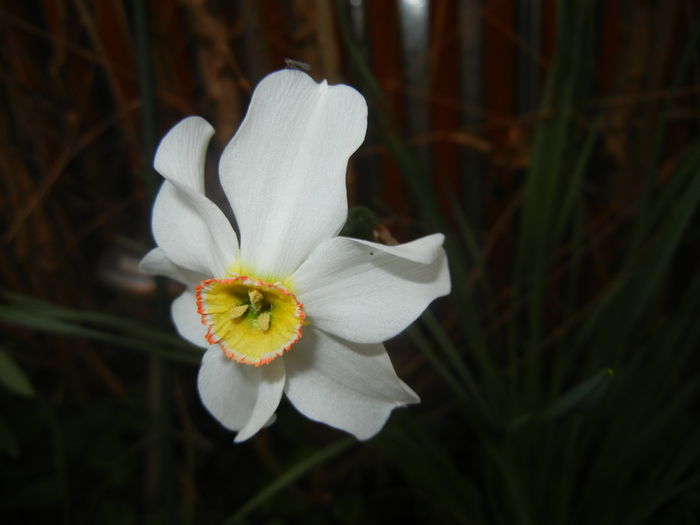 Narcissus Pheasants Eye (2016, April 09) - Narcissus Pheasants Eye