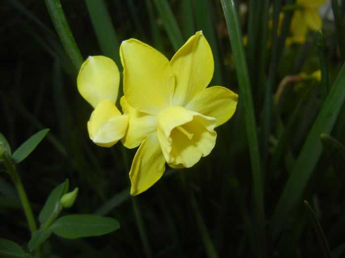 Narcissus Pipit (2016, April 07) - Narcissus Pipit