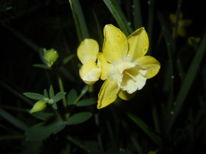 Narcissus Pipit (2016, April 07)