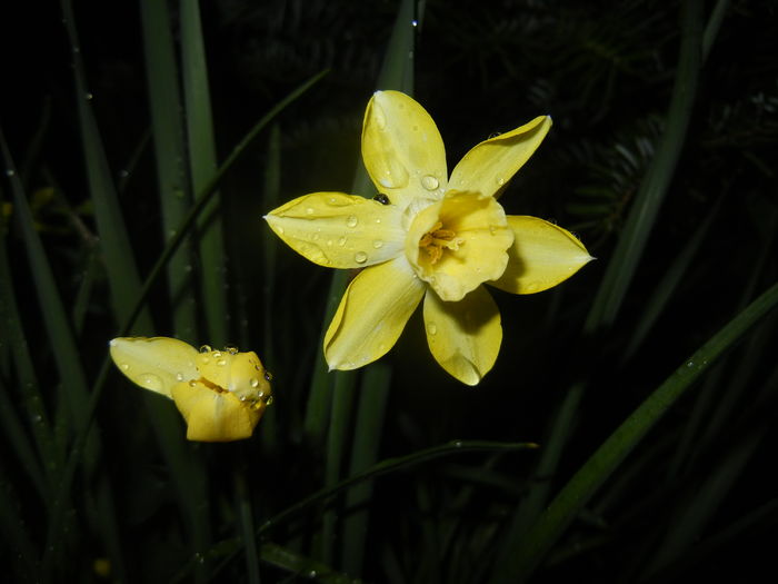 Narcissus Pipit (2016, April 07) - Narcissus Pipit