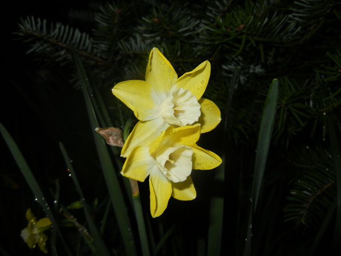 Narcissus Pipit (2016, April 07) - Narcissus Pipit