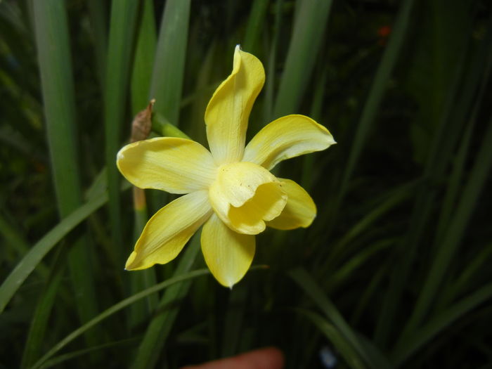 Narcissus Pipit (2016, April 09) - Narcissus Pipit