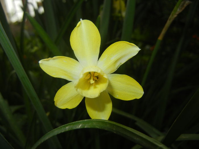 Narcissus Pipit (2016, April 10)