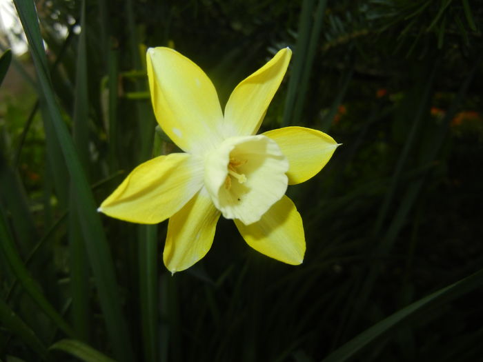 Narcissus Pipit (2016, April 10) - Narcissus Pipit