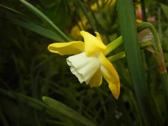 Narcissus Pipit (2016, April 09)