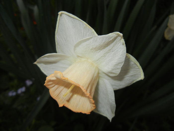 Narcissus Salome (2016, April 07)