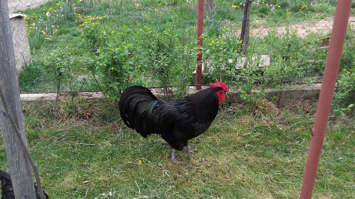 20160411_160425 - Cocosi  AUSTRALORP  de  vanzare