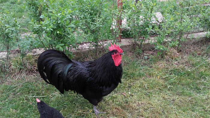 20160411_160438 - Cocosi  AUSTRALORP  de  vanzare