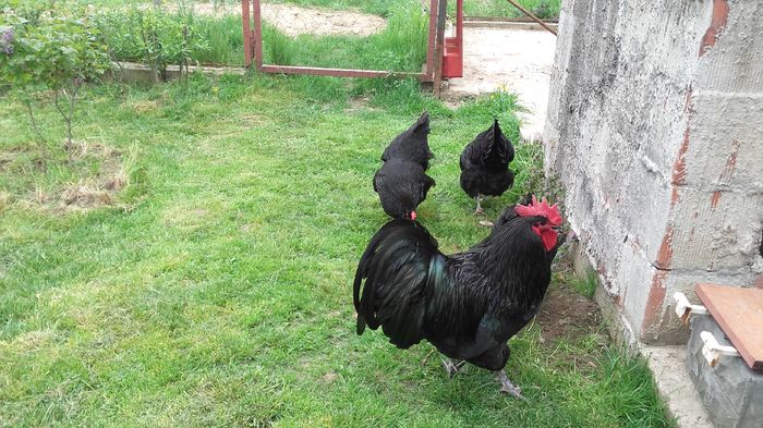 20160411_155852 - Cocosi  AUSTRALORP  de  vanzare