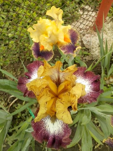 13041015_935496583263503_2807465639496682542_o