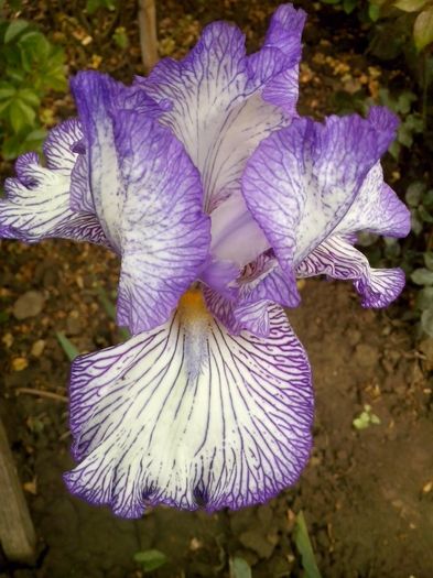 13063089_935496626596832_6413317187442047270_o - IRISI