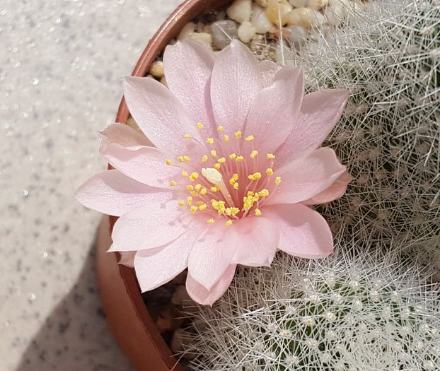 Rebutia