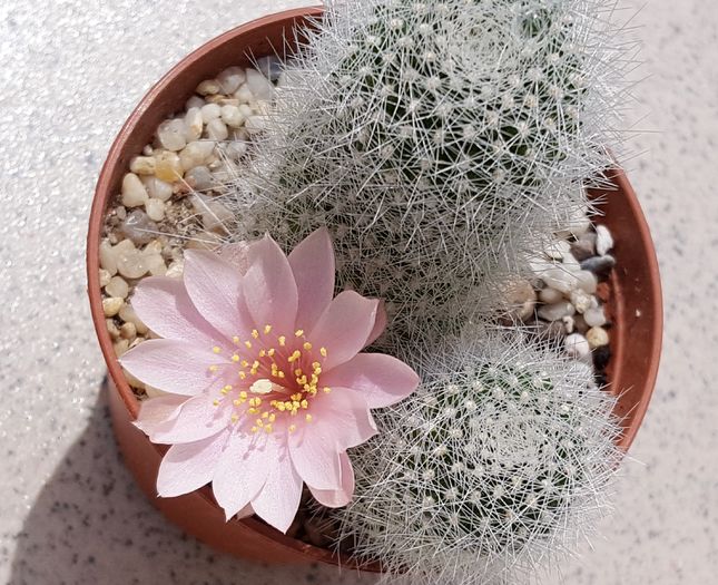  - Cactusi si suculente