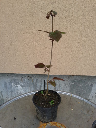 Alun Lambert rosu an1=15 - 0 0 Arbusti fructiferi 2017-2018