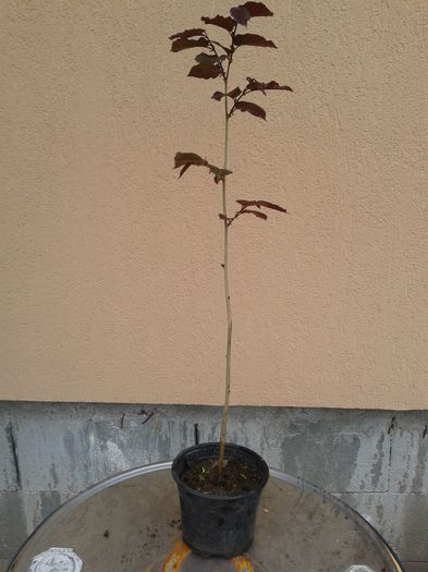 A.l.rosu an2=25 - 0 0 Arbusti fructiferi 2017-2018