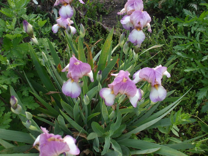 DSCF8136