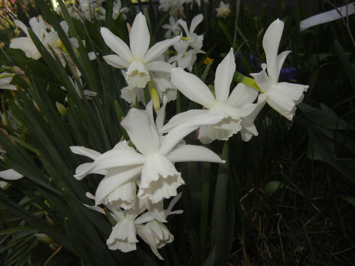 Narcissus Thalia (2016, April 05)