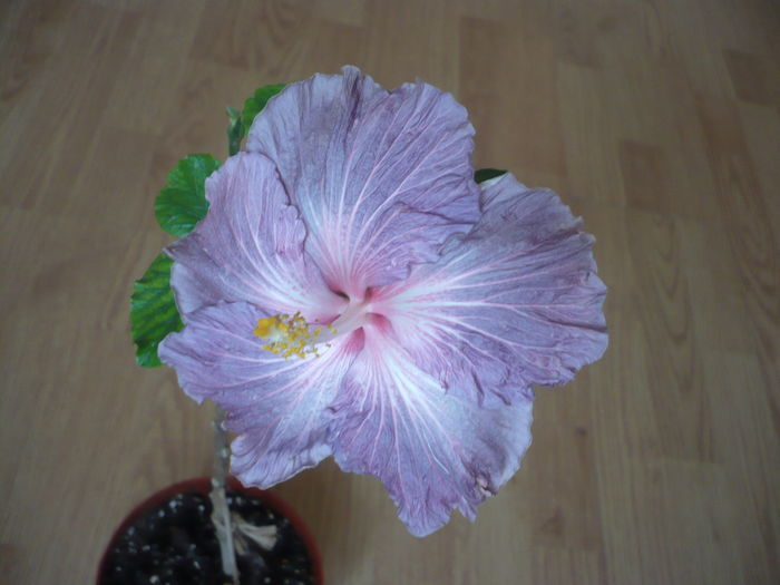 P1250998