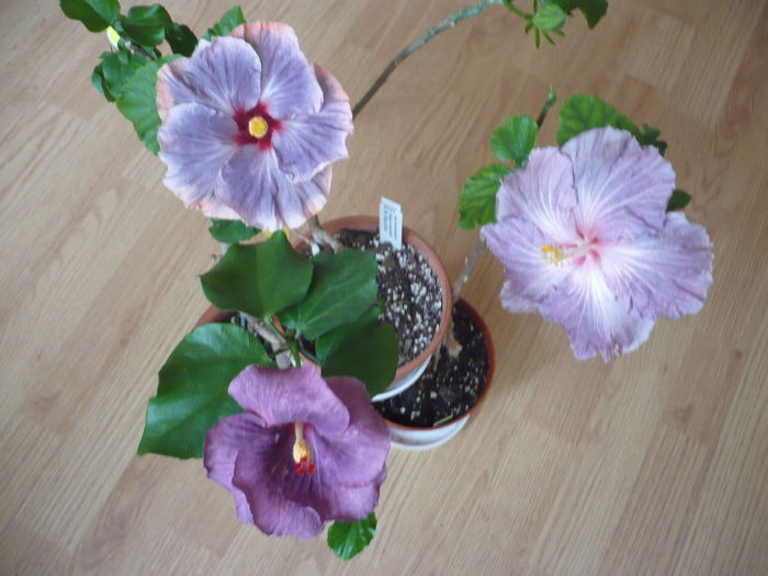 P1250990