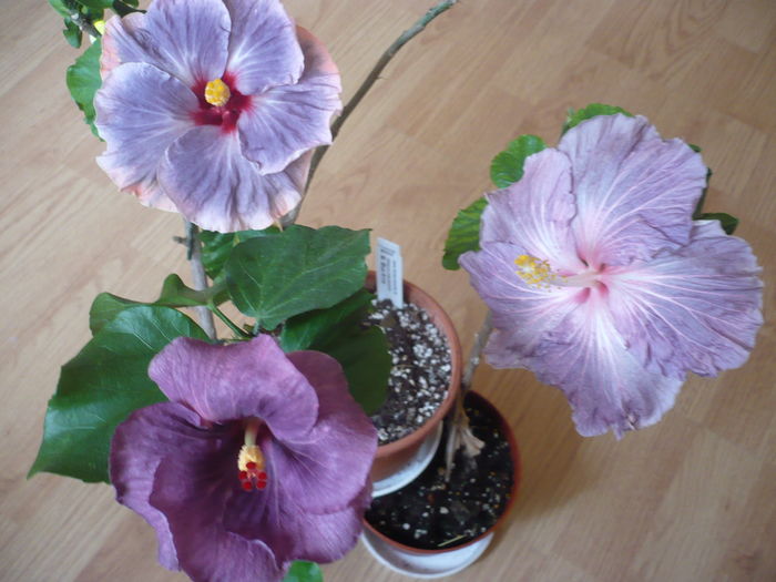 P1250991