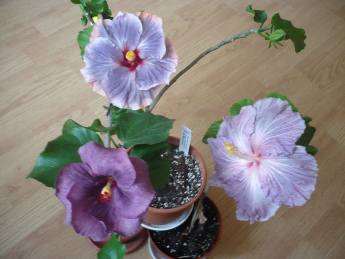 P1250992