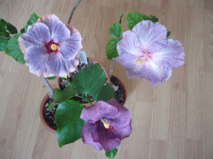 P1250993