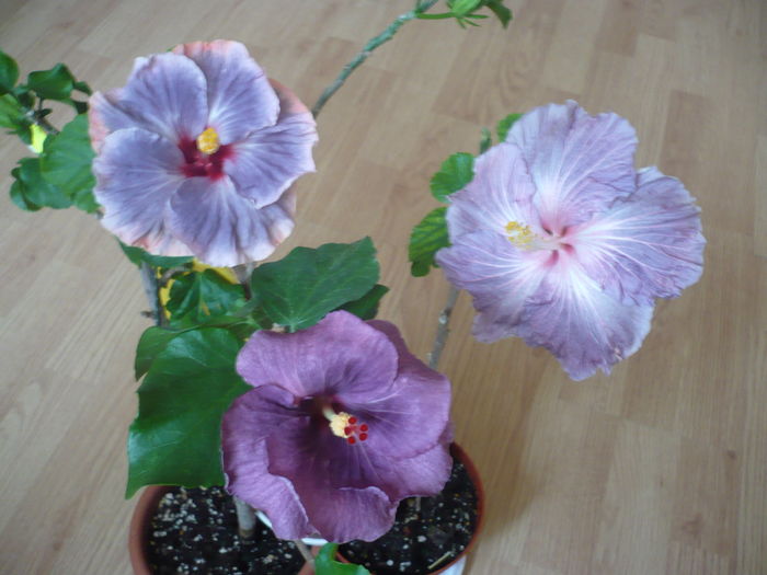 P1250994