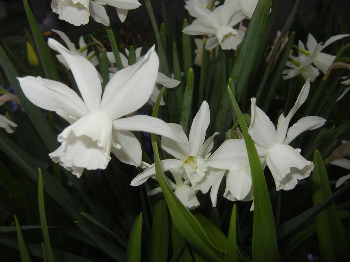 Narcissus Thalia (2016, April 05)