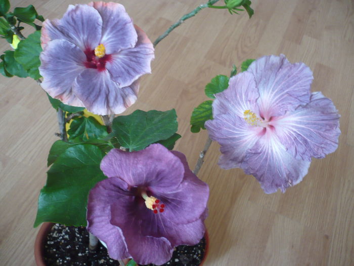 P1250996
