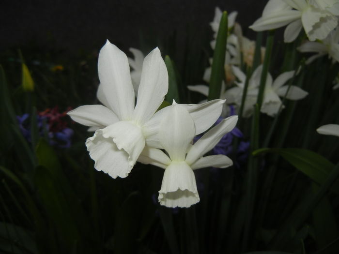 Narcissus Thalia (2016, April 05)