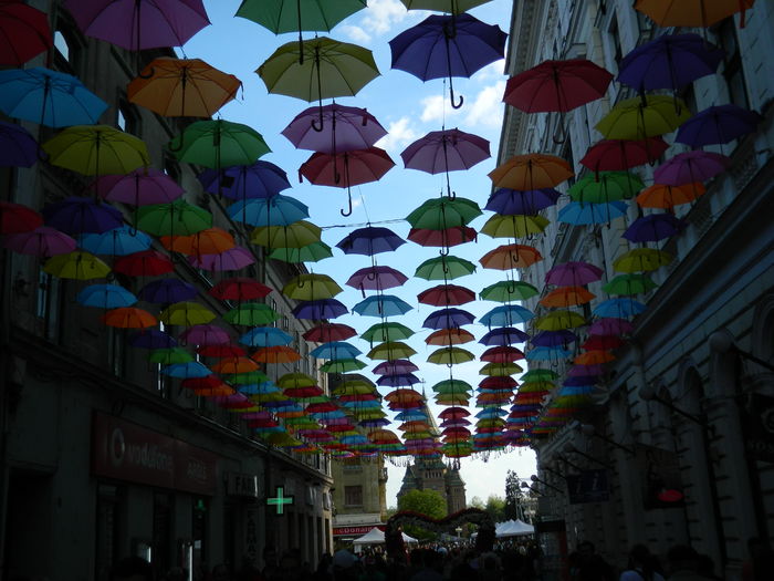 DSCN6287 - 2016 FESTIVALUL FLORILOR_TIMISOARA