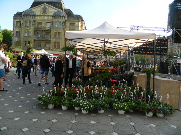 DSCN6298 - 2016 FESTIVALUL FLORILOR_TIMISOARA