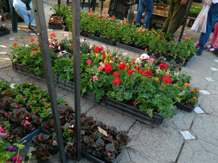 DSCN6318 - 2016 FESTIVALUL FLORILOR_TIMISOARA