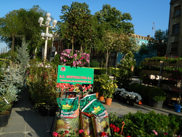 DSCN6320 - 2016 FESTIVALUL FLORILOR_TIMISOARA